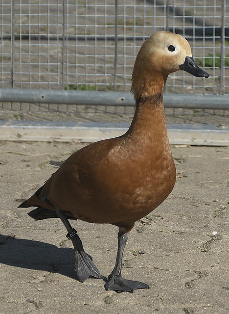 失常