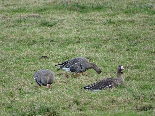 杨毅：即便日本真正国家队来了 如果八村不上场那我们还是有优势.